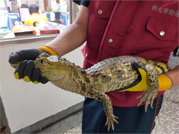 這次是真的！新北三峽防火巷驚見1米長「眼鏡凱門鱷」