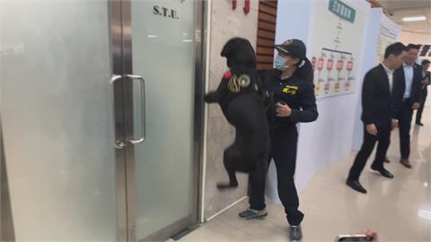 全台唯一電子偵測犬Wafer　活潑好動　下班後愛做「這件事」