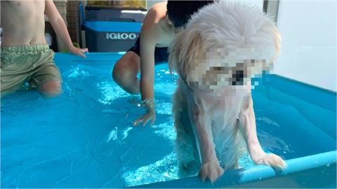 小白狗陪孩子玩水！累到靠池邊「一臉生無可戀」：什麼時候才開學