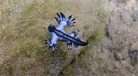 「海神」海蛞蝓現蹤基隆潮間帶　美麗外表含劇毒！