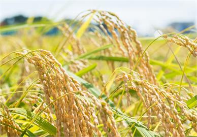 日稻米批發價持續上揚　稻農還沒播種就接到秋天訂單