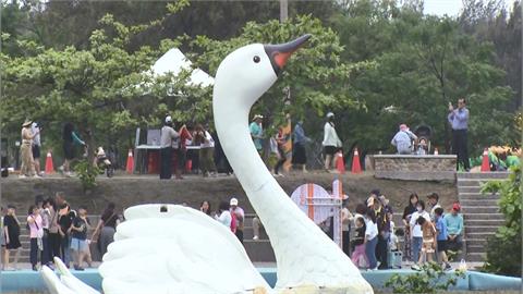 連假來雲林"天鵝湖嘉年華"! 踩天鵝船賞美景.美食享不完
