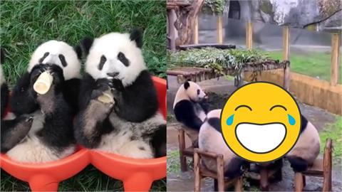 4隻貓熊「湊一桌」超乖嗑蘋果！圍爐畫面流出…網笑瘋：快給牠們麻將