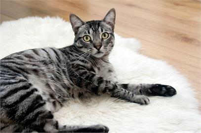 日本東大研究貓腎臟病藥物　1個月捐款逾4500萬