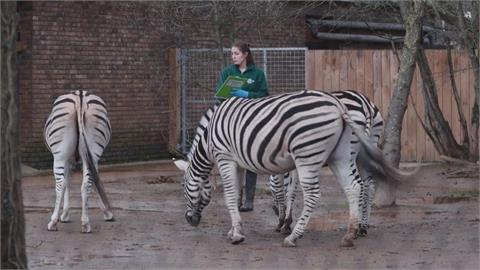 倫敦動物園年度「全員普查」　檢查上萬隻動物恐耗時數日
