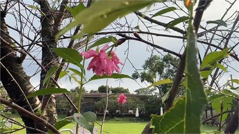 奇! 雲林古坑八重櫻9月開花 吸引遊客朝聖