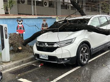 雨彈襲！台南中西區路樹倒塌　路邊自小客車慘遭重壓