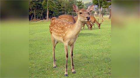 野生動物出沒市區頻傳！ 北海道去年逾6千起「撞鹿意外」