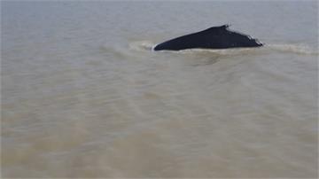 澳洲鱷魚河驚見座頭鯨 疑似為覓食誤闖