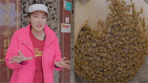 蜜蜂竟在廟宇造蜂巢？她揭背後故事：祥瑞的象徵