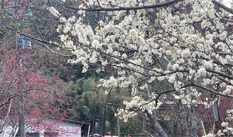 南投草坪頭「櫻花季」登場　雪白李花也盛開　民眾搶拍