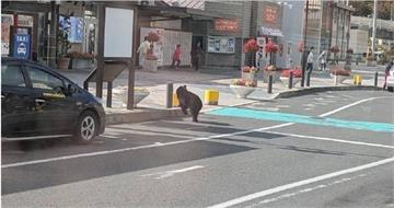 日本岩手縣多地拉響「熊警報」！獵人遇襲濺血　熊闖學校車站