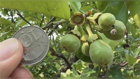 春雨少！　台南麻豆文旦收成重創　著果率「剩１到２成」農民哀嚎