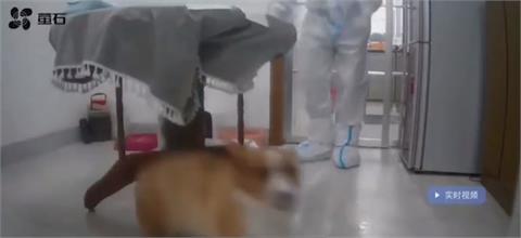 中國防疫手段引眾怒 隔離者愛犬遭鐵撬打死