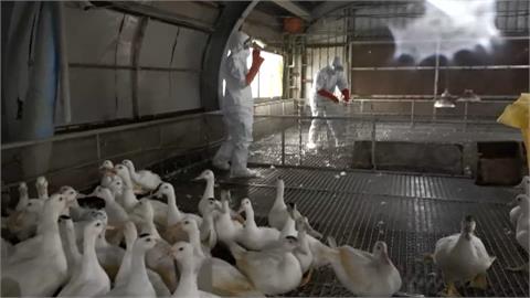 台灣首起「H5N1禽流感病毒」　宜蘭種鴨場逾5千隻種鴨遭撲殺