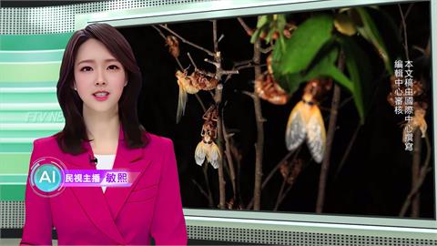 敏熙報氣象／昆蟲界最長壽！　美國「周期蟬」同時破土估逾1兆隻