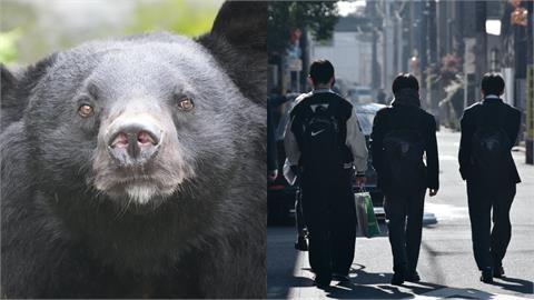 只要害怕就有「熊假」！日本學生「怕熊出沒」可不用上課　補回學習進度方式曝