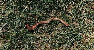 越南人行道竄出「大量蚯蚓集體曬死」　學者：可能是環境警訊