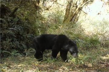 黑熊出沒棲蘭山林道　林保署示警：範圍接近人類生活區域