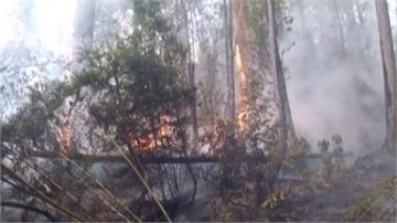 熱浪發威！澳洲野火竄燒、野馬缺水死亡
