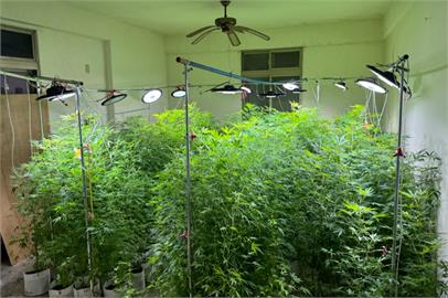 農夫轉型不種西瓜改種大麻　警方查扣442株市值約2億
