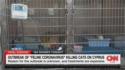 慘！貓咪新冠病毒肆虐　這島國驚爆「貓瘟」已30萬隻貓喪命