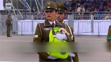 智利慶祝獨立208年 狗狗軍團上街大閱兵