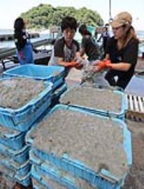 日本靜岡吻仔魚捕撈量大幅銳減　吻仔魚蓋飯十年來一路漲