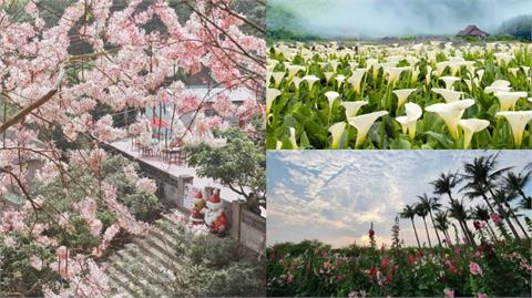 療癒心靈的 3 處夢幻花海：漫步海芋、繡球花田、置身竹崎粉紅世界　走入童話般的蜀葵迷宮