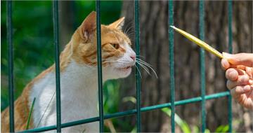 餵一次流浪貓變「法定飼主」！美國1城市新規上路　居民吵翻天