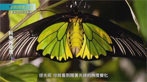 福爾摩沙的奧妙 發現蝴蝶之美