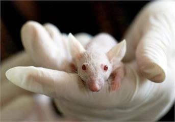 不再讓動物跑到死！   食藥署：5健康食品認證「改人體試驗」