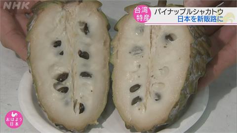 台鳳梨釋迦外銷日本　NHK記者試吃讚美味