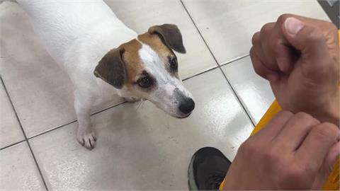 搜救犬Wilson疑遭虐死爭議　妹妹Chubby現身屏東！網喊：好好對待