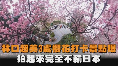 櫻花季來了！林口超美3處櫻花打卡景點曝光　拍起來不輸日本