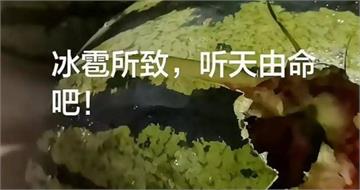 河北突下「雞蛋大冰雹」！西瓜、小麥全被砸爛　農民崩潰：人都懵了