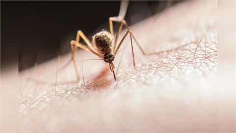 登革熱四型病毒台南全現身 感染源來自東南亞