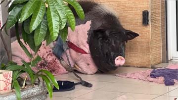 高雄人行道驚見「寵物豬」躺地酣睡 農業局憂染疫到場噴藥消毒