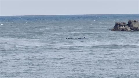 海豚現身新竹南寮漁港　成群結隊悠游內港畫面曝