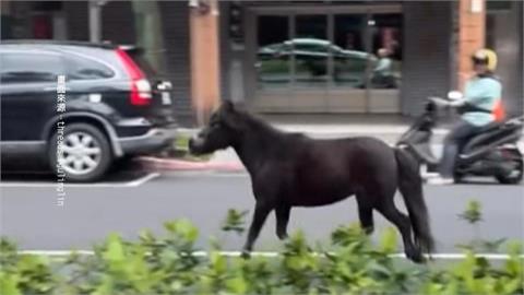 迷你馬逃家！亂竄北投市區　熱心民眾協助帶離