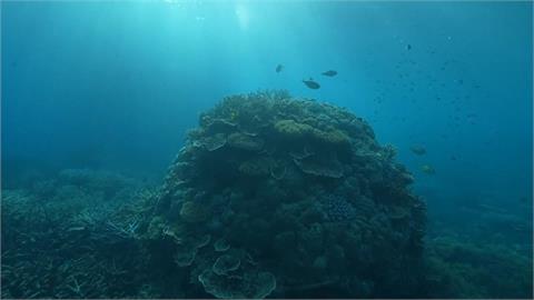 愛美者看過來！防曬乳成「海洋殺手」　恐釀珊瑚白化、甚至死亡