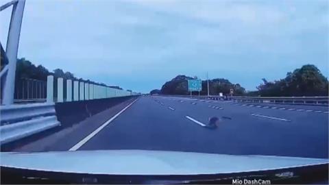 獼猴誤闖國三高速公路　路肩護欄突衝出險釀車禍