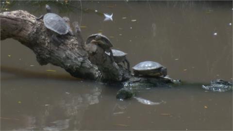 加州公園池塘外來種烏龜「滿出來」　動保團體急幫棄龜搬新家