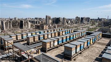 加薩養蜂人在廢墟屋頂重啟家園　戰火中尋求一絲希望
