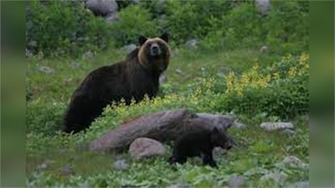 北海道札幌市老人院附近「現熊蹤」　警方和獵人出動射殺野熊