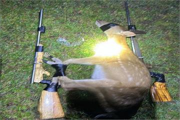 盜獵梅花鹿賣鹿茸　屏檢起訴3原1漢獵人