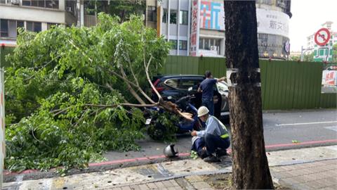 高雄路樹爆壓傷騎士意外　疑遭強陣風吹斷