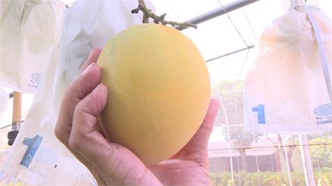 芒果界LV！「金蜜芒果」剖半做冰棒.口感超多汁