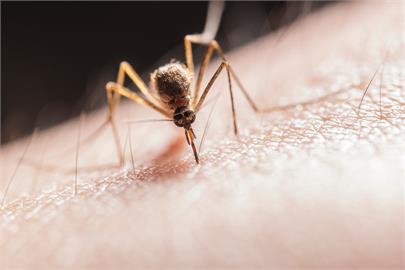 肉吃太多容易被蚊子叮？醫曝真相：「這2關鍵」牠最愛