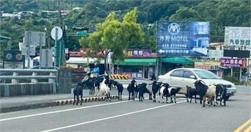 南投省道驚見羊群封路　15隻羊變馬路「攔車隊」